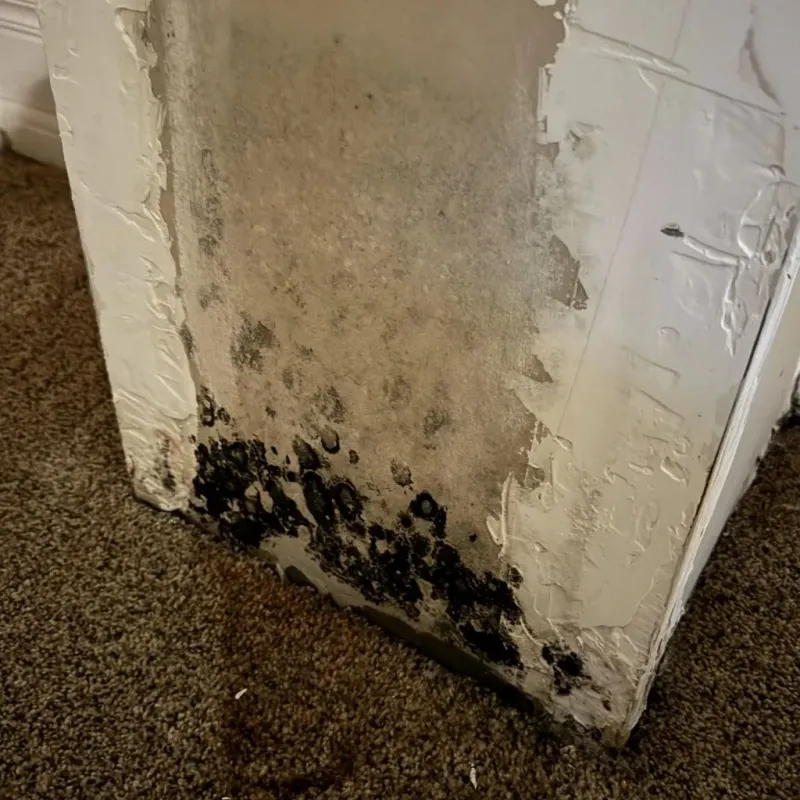 Professional Mold Removal in DeKalb, IL